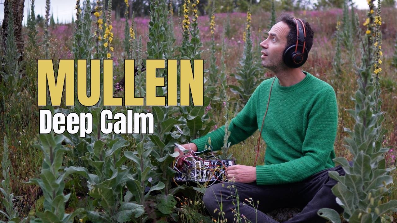 Listen To Mullein For 30 Minutes&hellip; Your Body May Notice Something