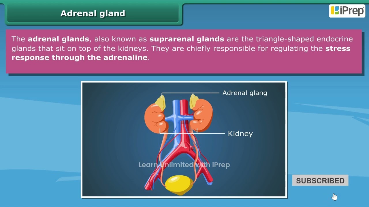 Role of Hormones in Initiating Reproductive Function | Chapter 7 | Science | Class 8 | iPrep