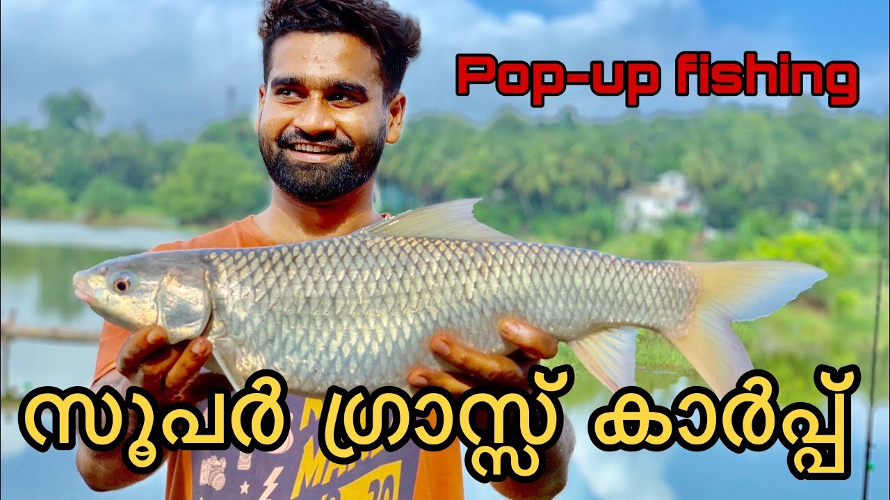 grass carp fishing||2.3kg ഉള്ള ഗ്രാസ്സ് കാർപ് പിടിച്ചപ്പോൾ