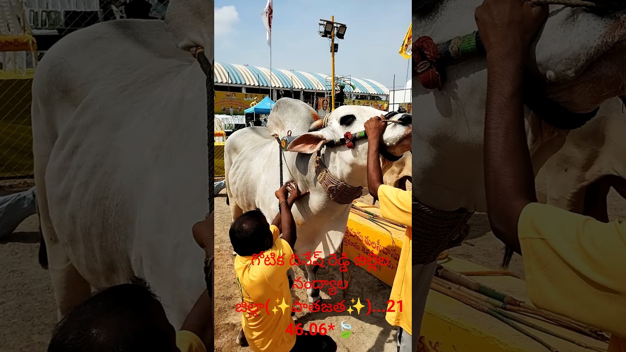 గోటిక దినేష్ రెడ్డి జిల్లెల నంద్యాల జిల్లా(✨పాతజత✨)...2146.06ఆడుగులు సీనియర్స్ ఇన్ తెనాలి #shorts