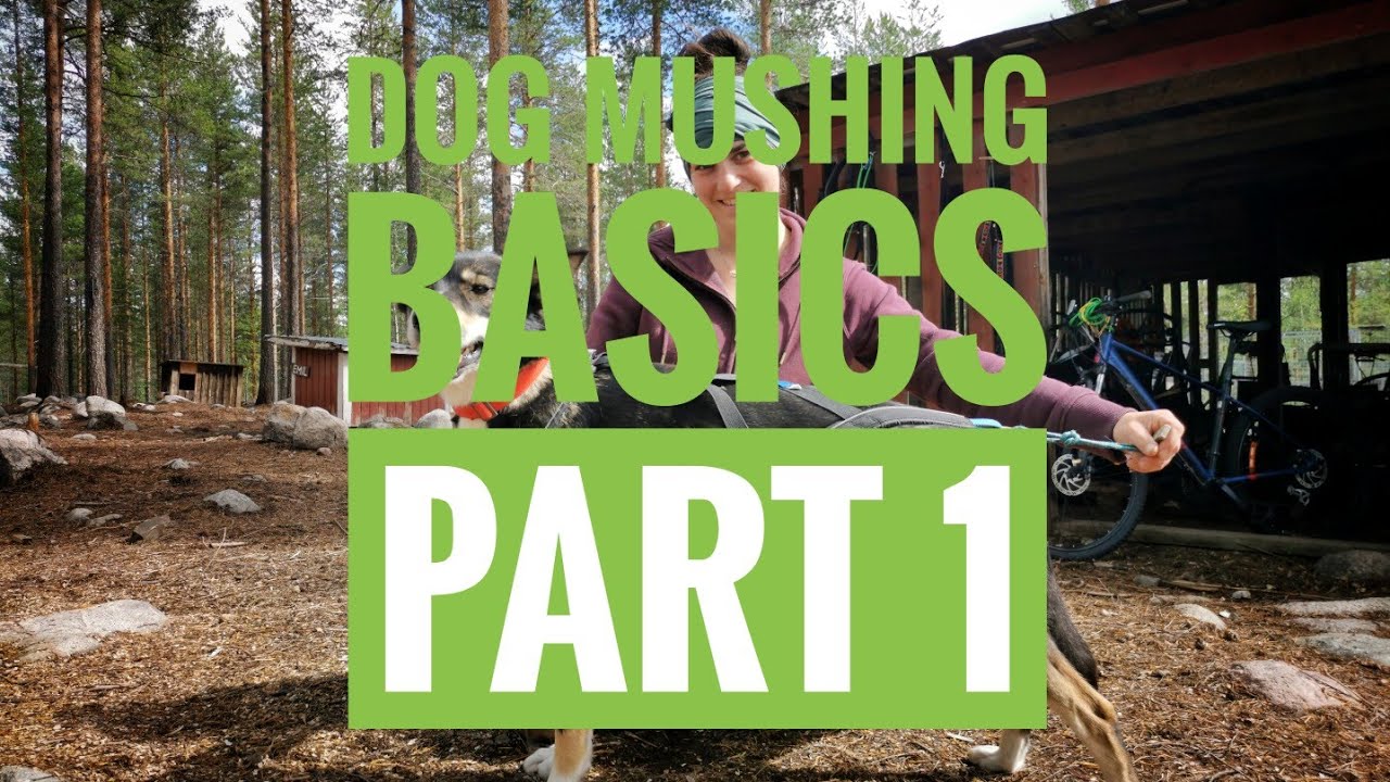 DOG MUSHING BASICS Part One: How to Harness your Dog