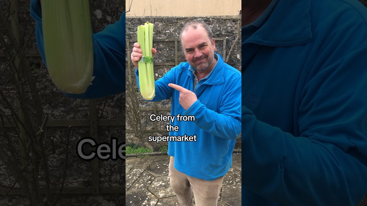 How to grow celery from the supermarket #gardeningforbeginners #growyourownfood #growyourgroceries