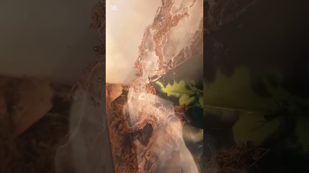 Mrówki Polyrhachis Dives - co słychać? 