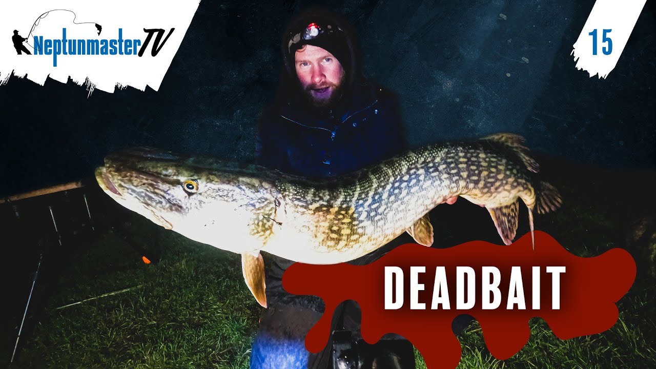 DEAD aber nicht TOT - DEADBAIT - Ansitzangeln auf Zander, Barsch und Hecht mit der Ledger Boom #15