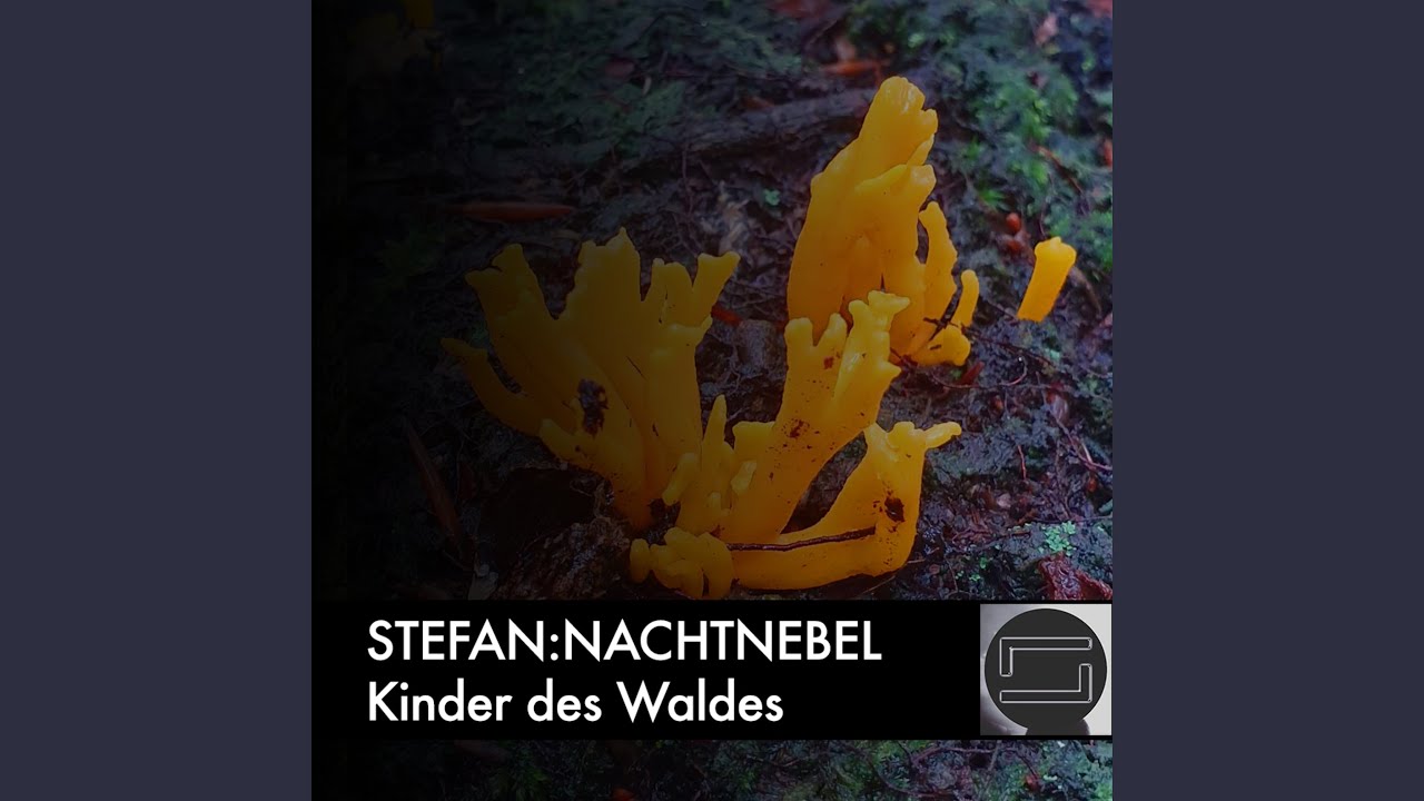 Kinder des Waldes