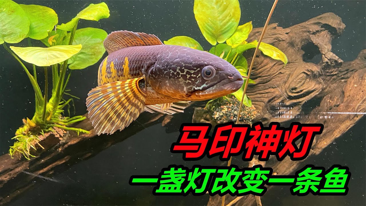 同樣一條雷龍魚，在不同燈光下，會有怎樣的區別 #獵奇 #好奇