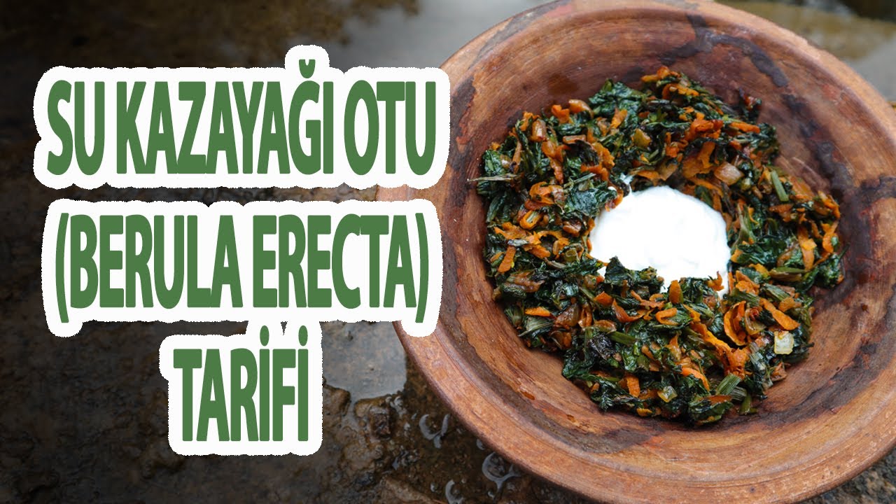 Su Kazayağı Otu Tarifi (Berula Erecta) | Latmos Mutfak - Yemek Tarifleri