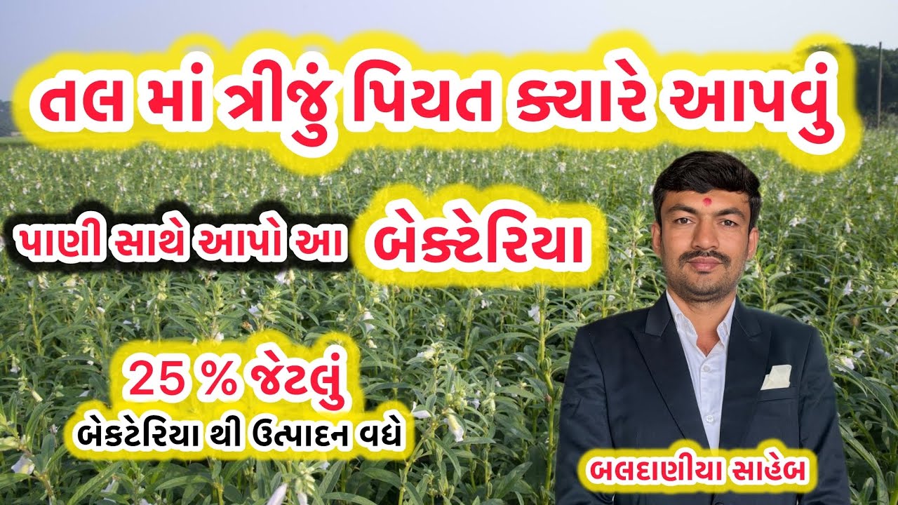 વાવણી પછી તલ ને ત્રીજું પિયત ક્યારે આપવું ? તલ માં પિયત ની માહિતી @GJ4FARMING