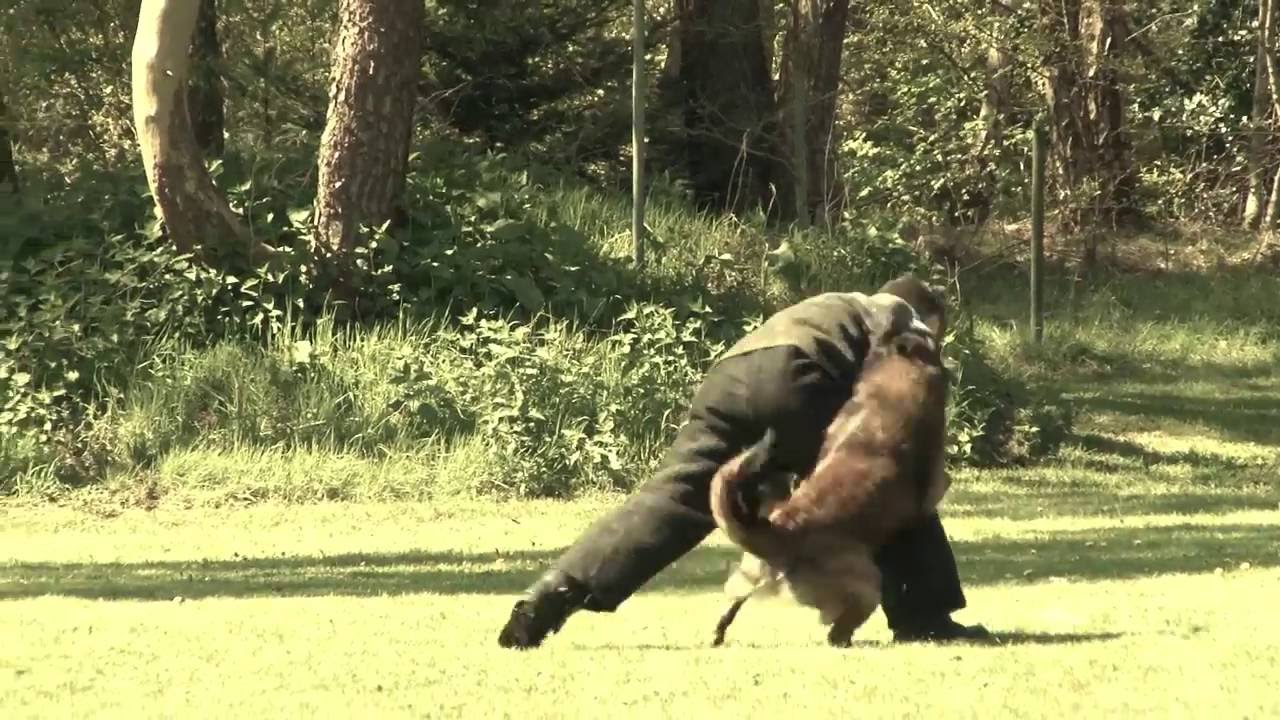 K9 takedowns Holland