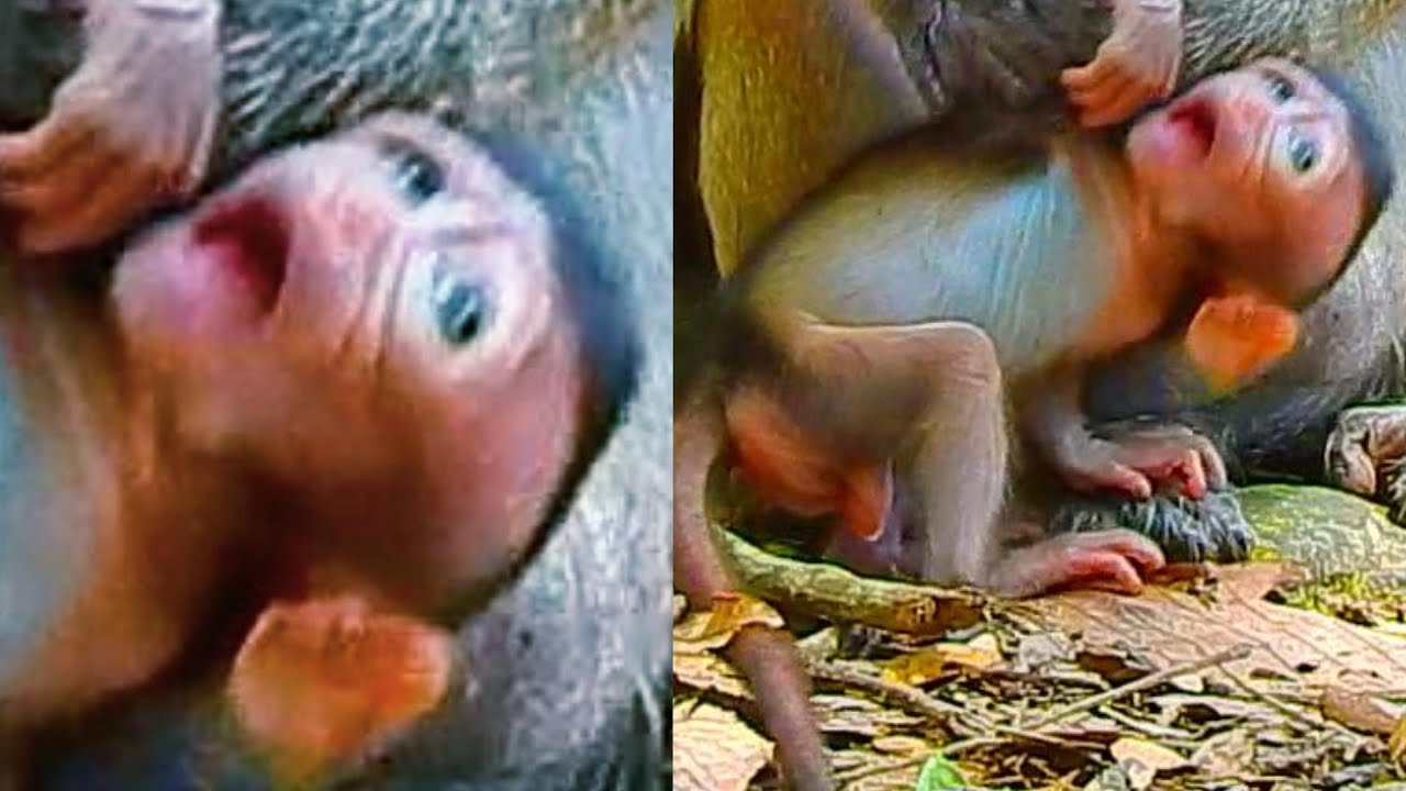 What Wrong Happen To Newborn, Draya? True Love Baby...! Primate Kh