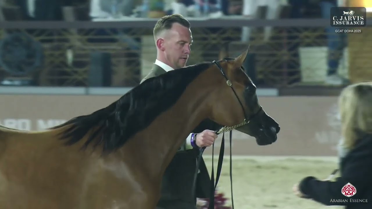 N.53 ALIYA AL HADDAR - GCAT Doha 2025 - Yearling Fillies (Class 1D) (Class 1D)