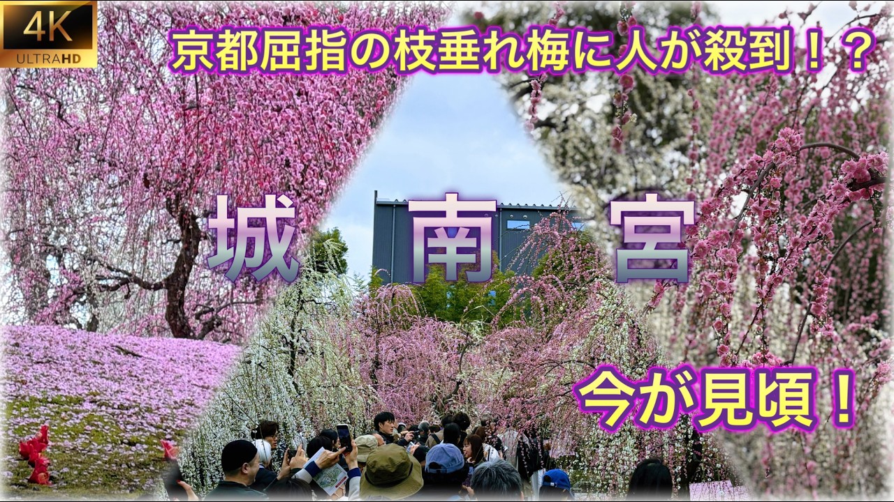 【今が見頃！】2/28(土) 京都・城南宮のしだれ梅をひたすら愛でる動画【4K】/ Jonan-gu Shrine, Kyoto