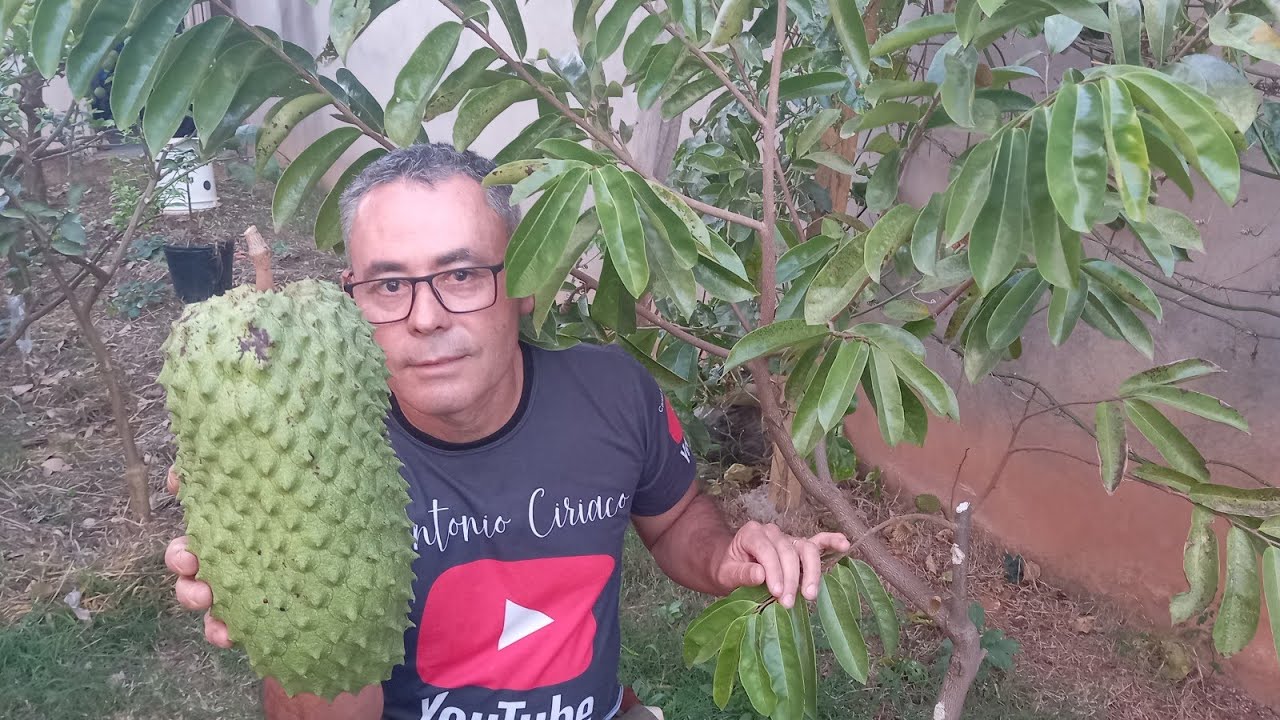 COMO PRODUZIR GRAVIOLA GIGANTE O ANO TODO