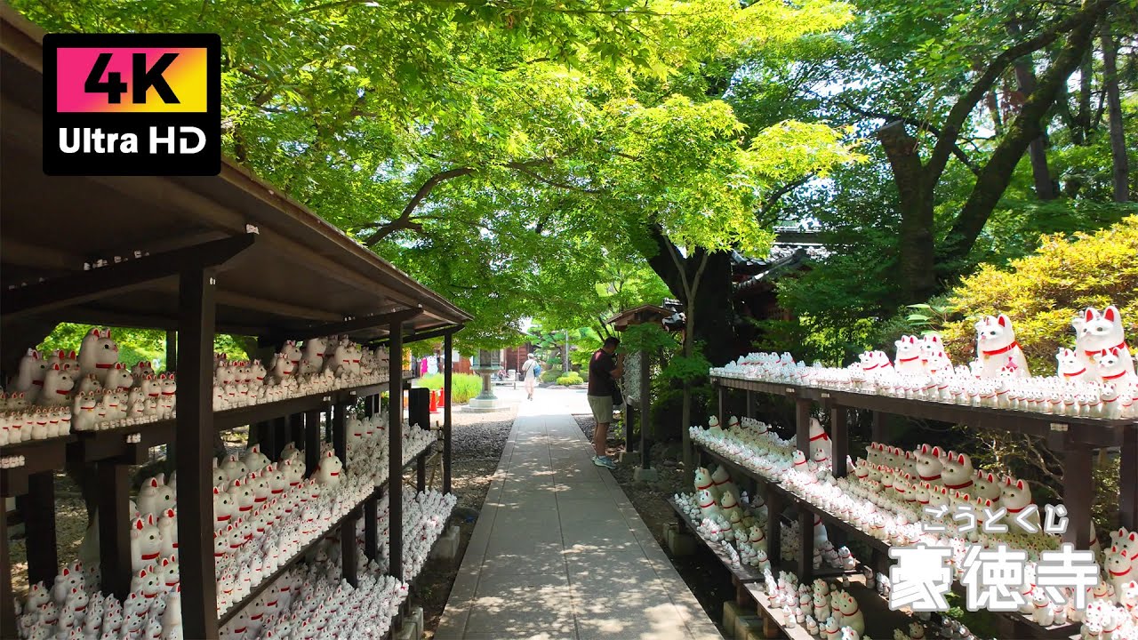 【4K】意外な観光スポット？！世田谷 豪徳寺を散歩 (Jul. 2025) | Walk around Gotokuji Temple, famous for its beckoning cat.