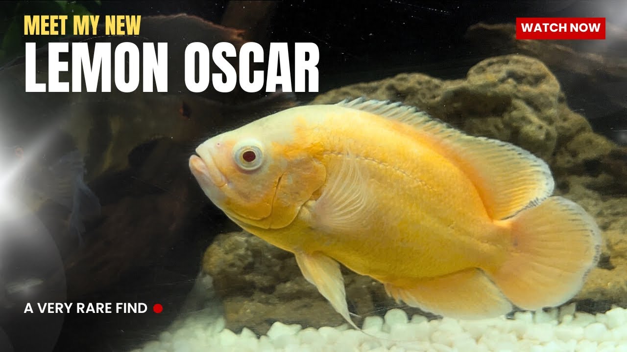 Bought Lemon Oscar Fish | My Exotic Oscars Collection Growing - Imran's World