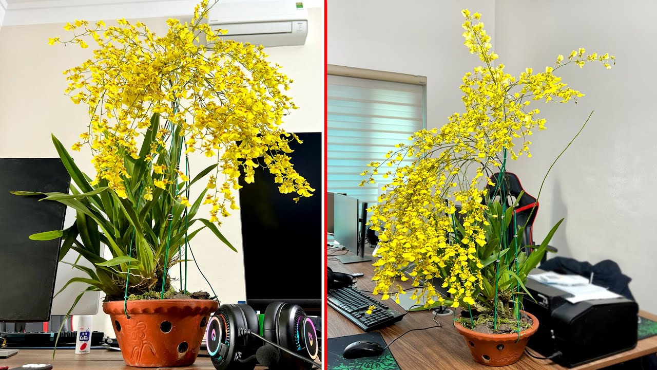 Цветочная орхидея Oncidium, красивая, как стая бабочек в помещении