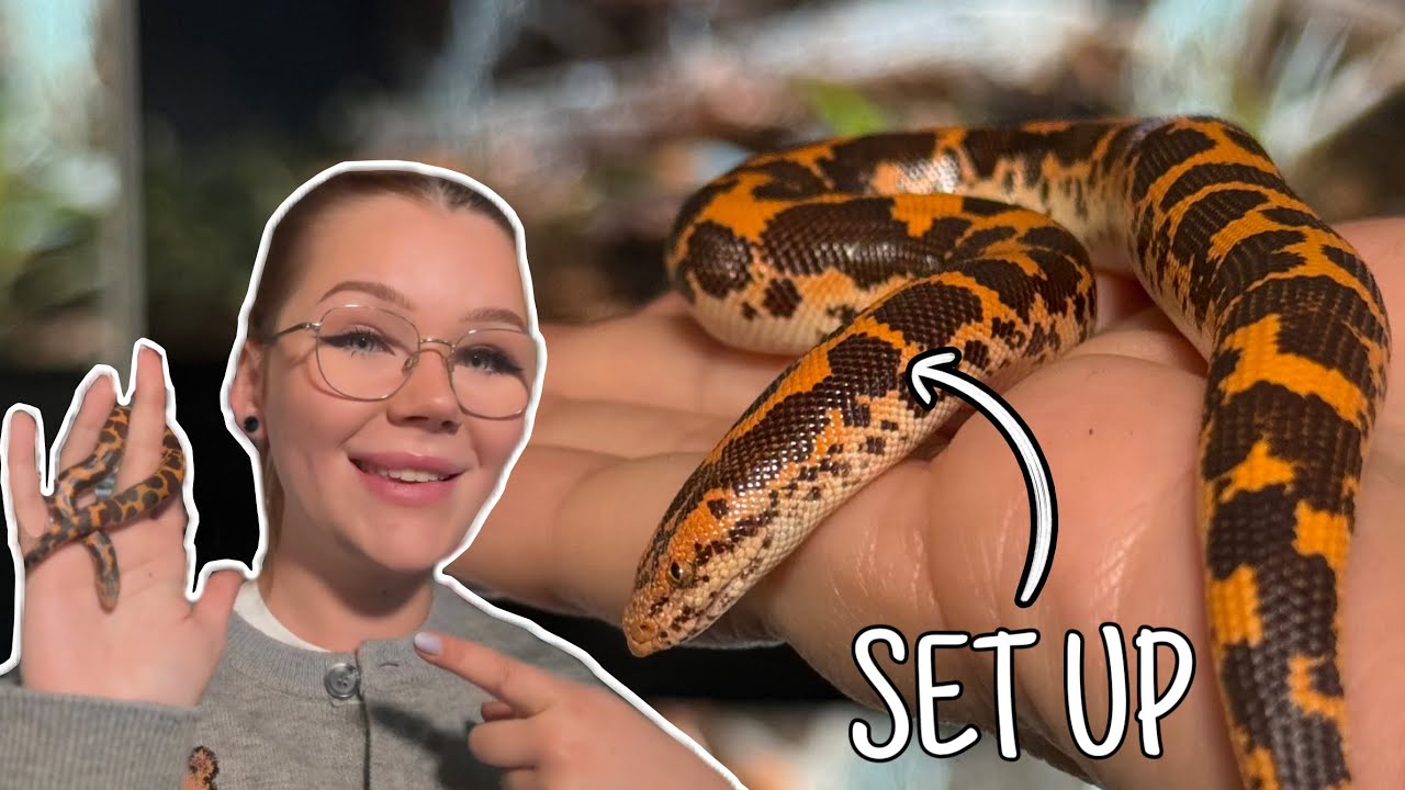 The ULTIMATE Kenyan Sand Boa Set Up... | 2025