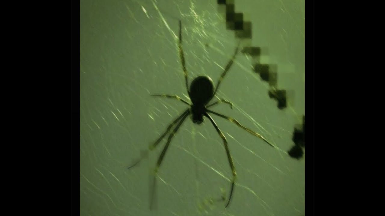 (FREE) LUCKI TYPE BEAT X ICYTWAT TYPE BEAT 