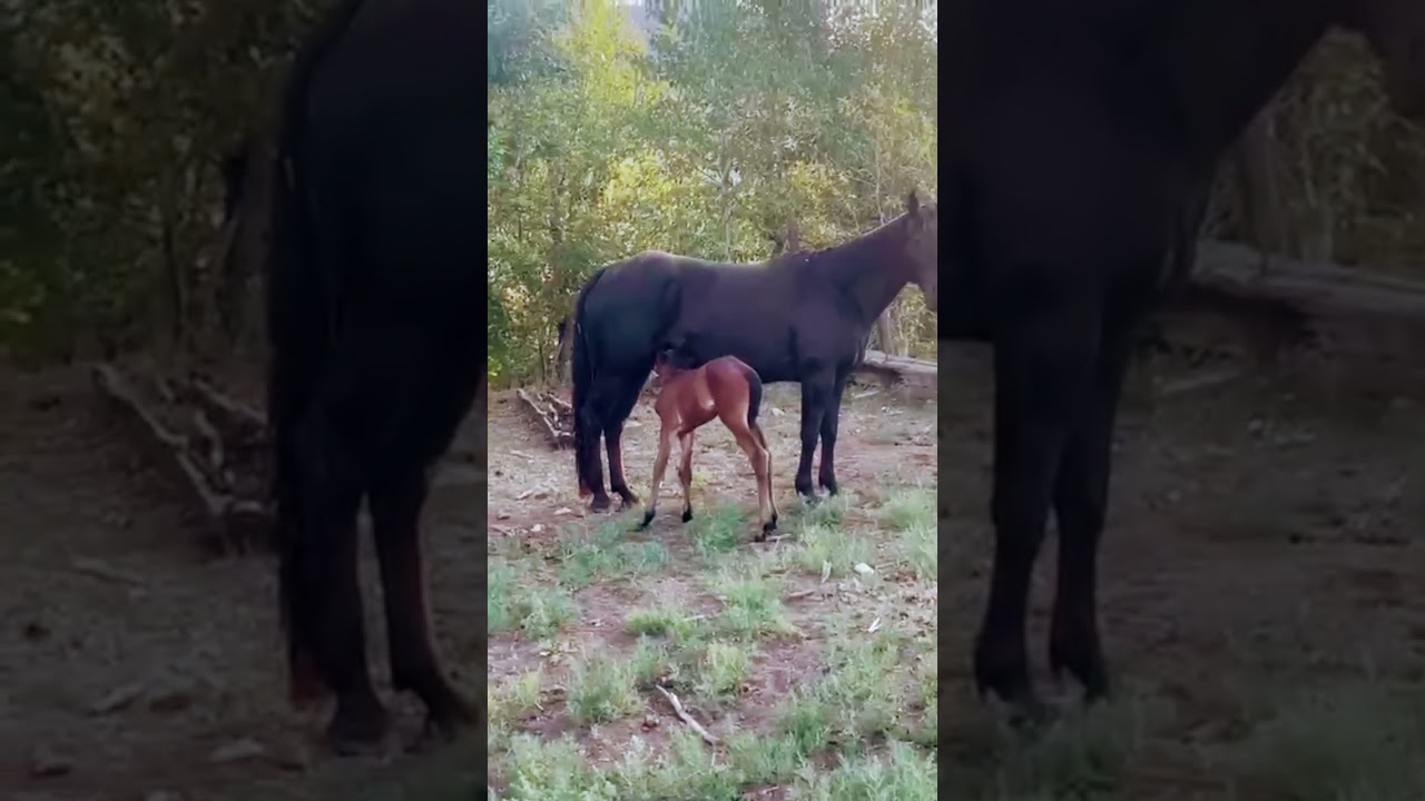 Birth announcement #camilleshorses