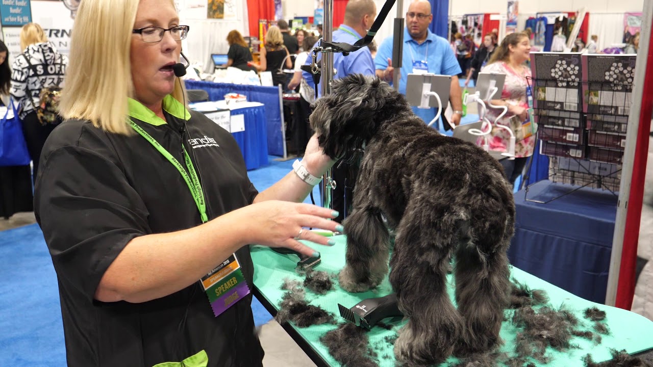 Grooming an Aussiedoodle with Tammy Siert