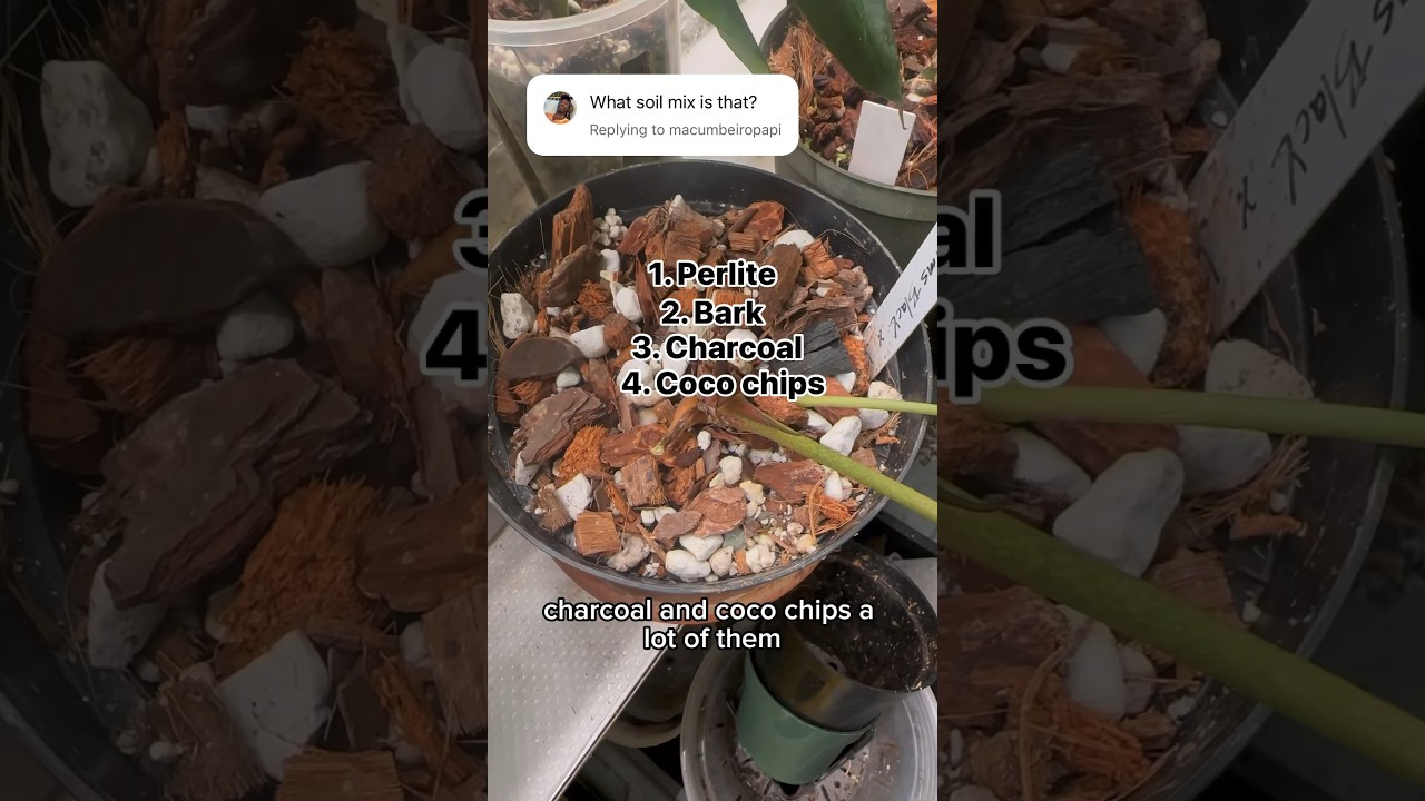 My Anthurium Potting Mix #anthurium