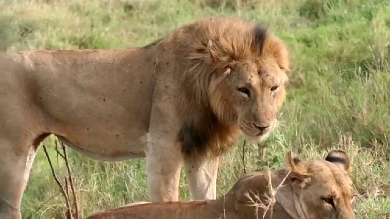 iCare2: Help Save African Lions With The Los Angeles Zoo