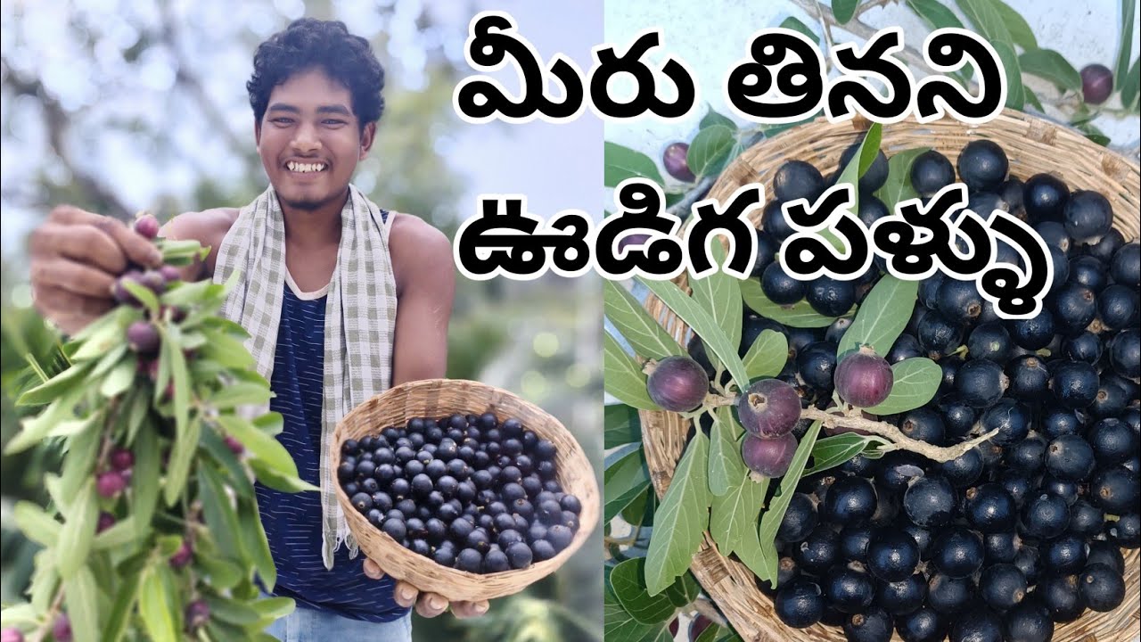 ఊడిగ పళ్ళు ఎప్పుడైనా తిన్నారా?||udiga pallu aayurvedic benfites
