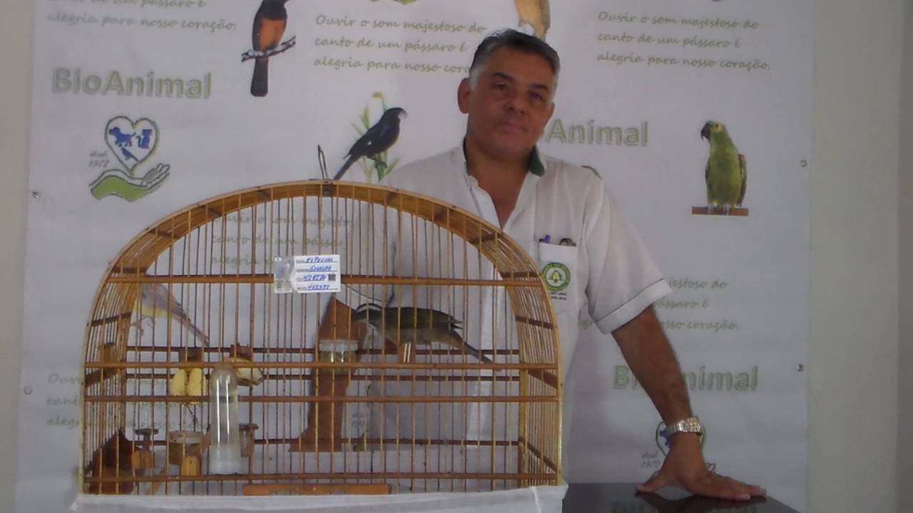 COMO ENCARTAR CANTO NO TRINCA FERRO