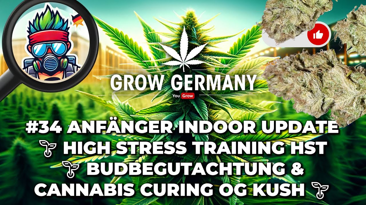 #34 Indoor Update: High Stress Training Anf&auml;nger HST + Budbegutachtung & Cannabis Curing der OG Kush