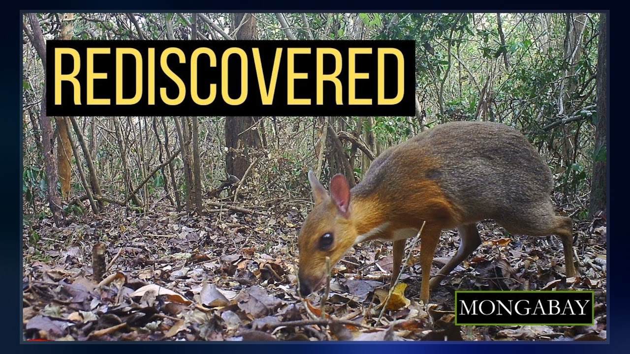 Chevrotain