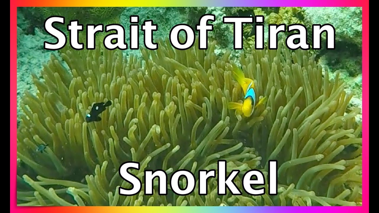 Snorkel in STRAITS OF TIRAN, Red Sea