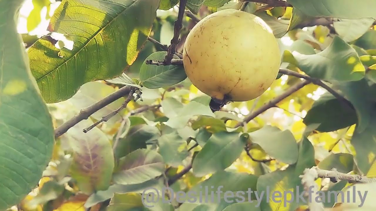 Amrood Ka Baagh 🍈 | Silent Walk in Guava Orchard | Peaceful Village Nature | No Voice #amroodfarm