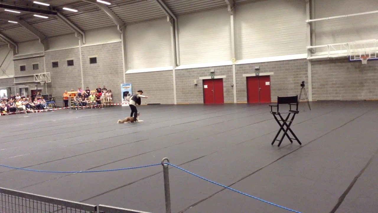 A'Mayzie  and Brigitte freestyle at OEC 2017, dogdance