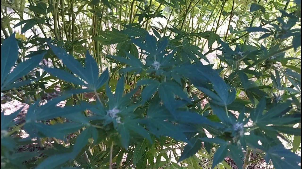 Outdoor grow nz...(Budz)