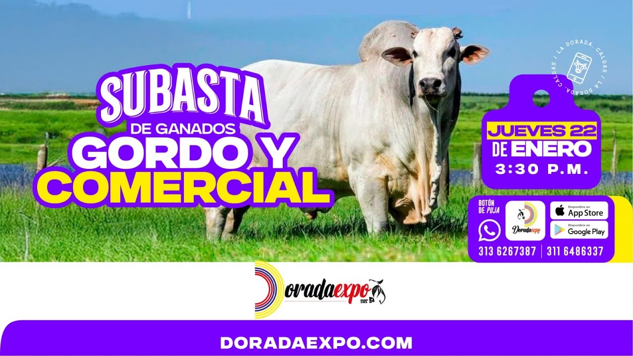 Subasta de Ganado Gordo y Comercial 134