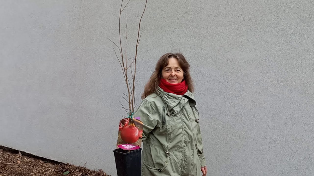 Gránátalma ültetés. Tágas  hely  kell a gyökereinek