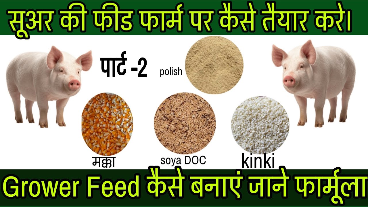 सूअर फार्म के लिए घर पर सस्ता फीड कैसे बनाए पार्ट -2 How to start pig farm low cost feed #pig #farm 