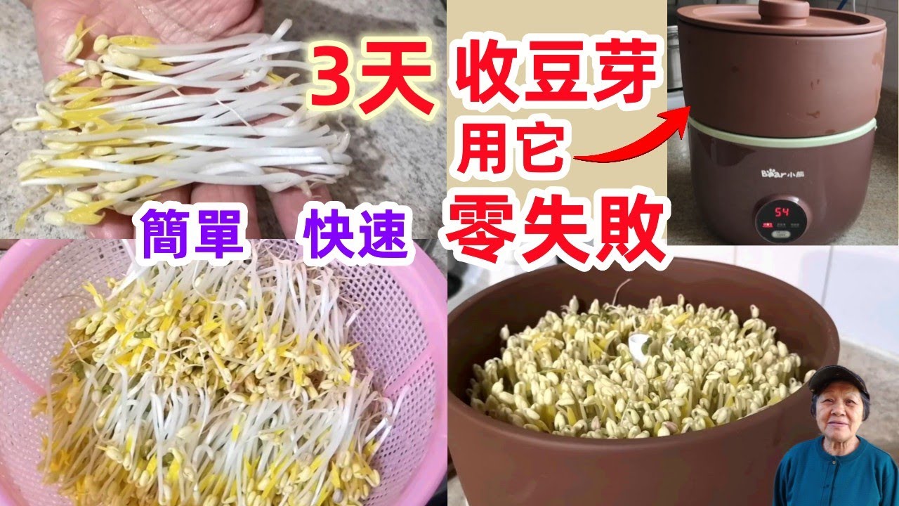 3天收豆芽，用它零失敗。 簡單快速，豆芽又白又胖又長，跟普通方式發豆芽的差別