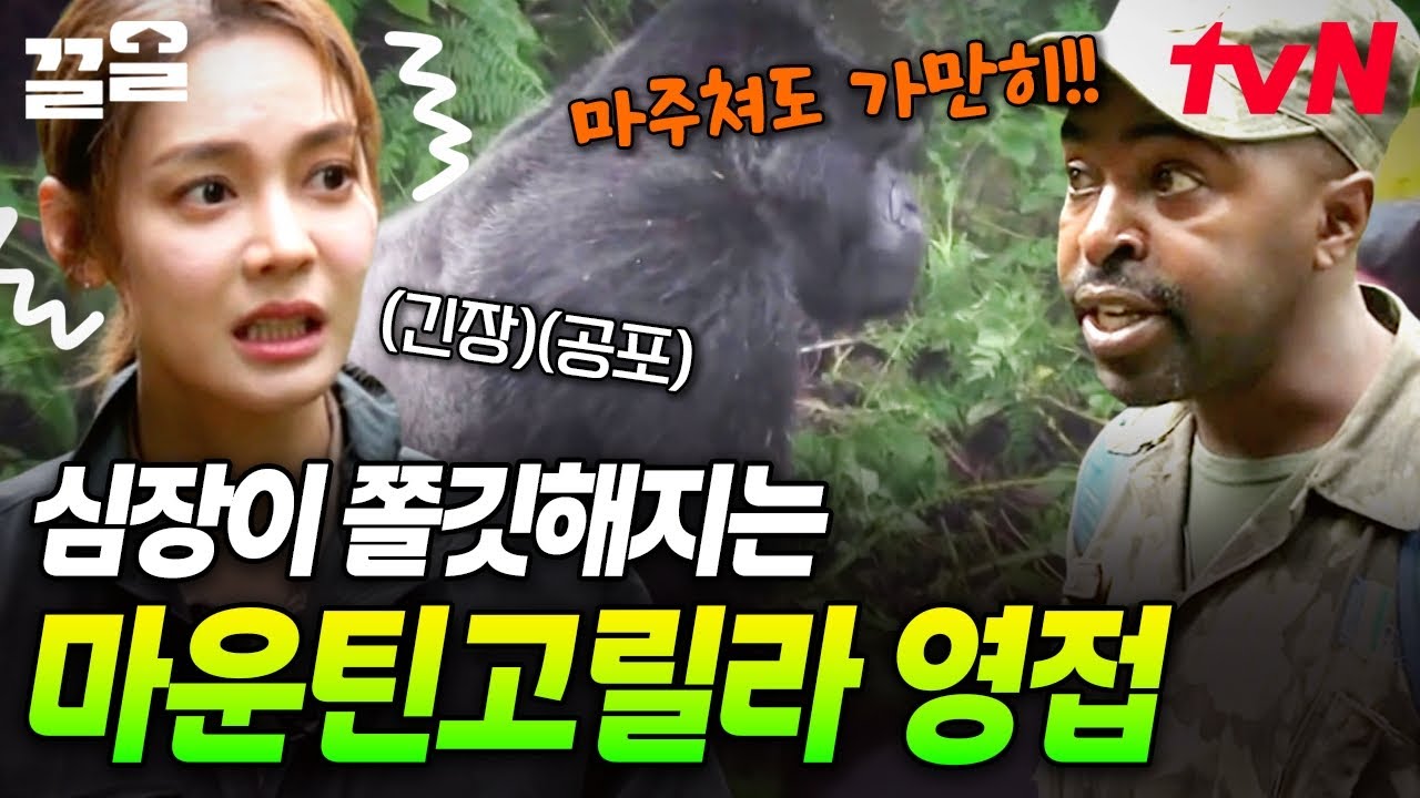 점점 가까이 갈수록 심장이 쿵쾅쿵쾅💓 코앞에서 마운틴고릴라 만나기 도전! | 현지인브리핑지금우리나라는