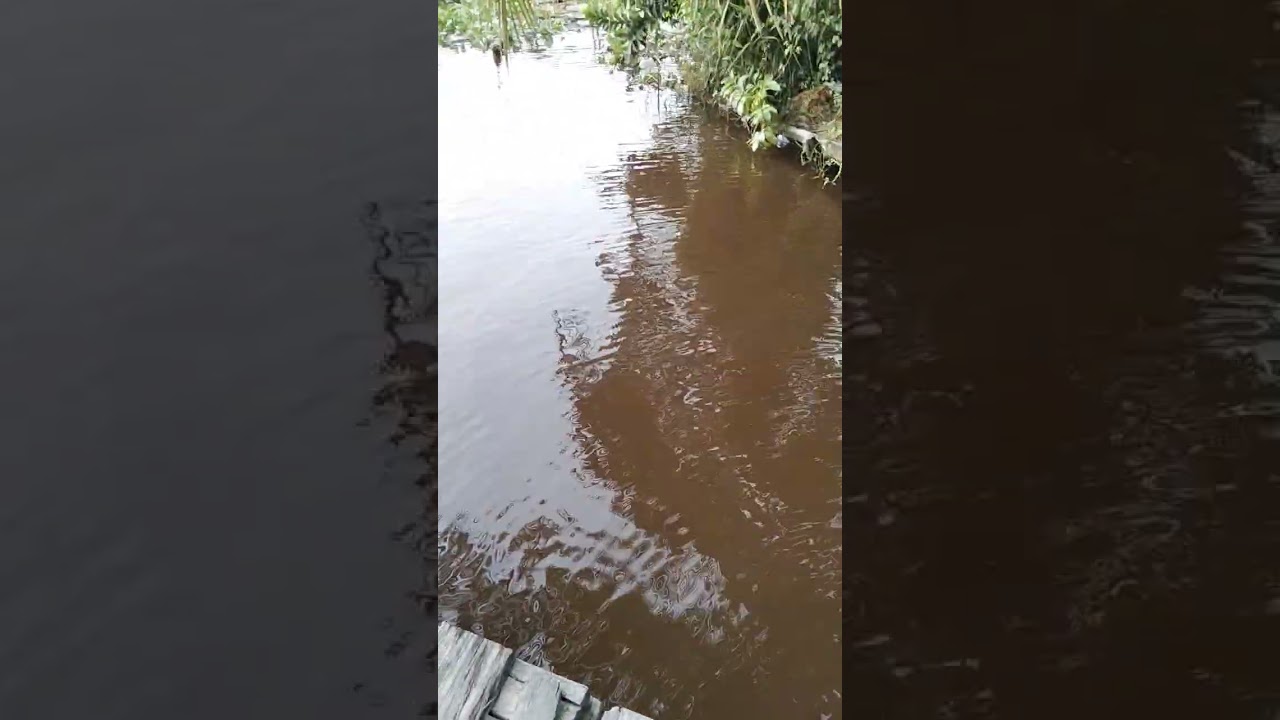 sungai Mahakam lgi pasang Aer ya banyak udang galah nongol