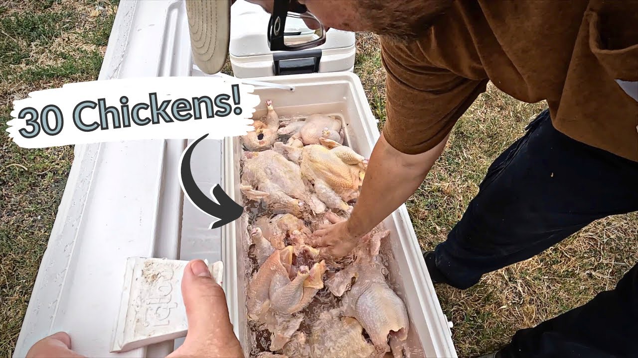 BUTCHERING CHICKENS on our HOMESTEAD.  Easy Setup, Processing, and Storage.