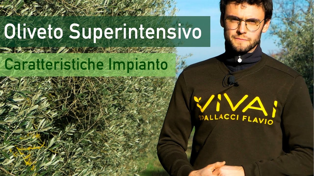 OLIVETO SUPERINTENSIVO: caratteristiche d'impianto