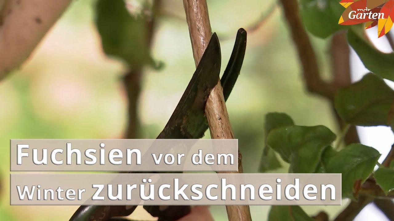 Fuchsien vor dem Winter zur&uuml;ckschneiden | MDR