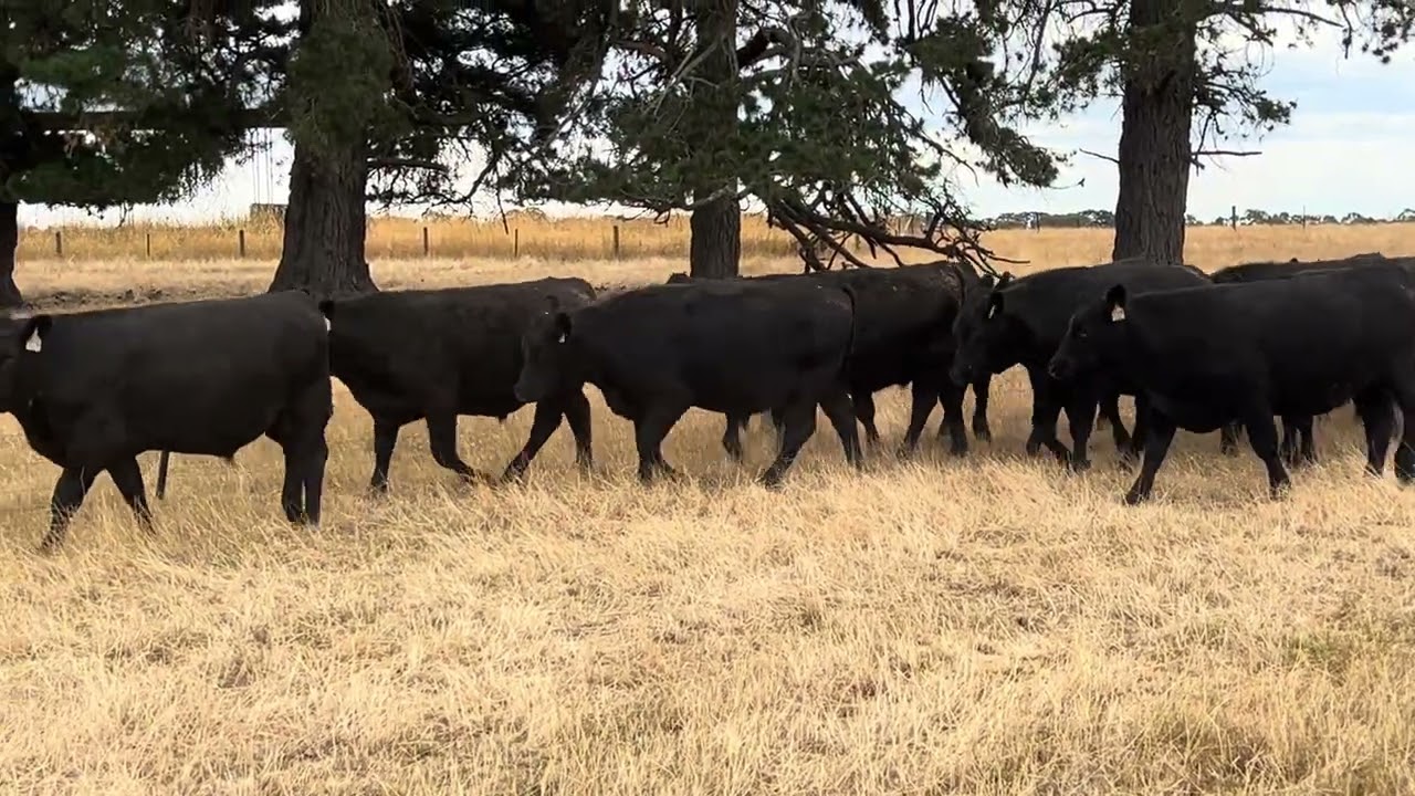 Maneroo Angus Steers.