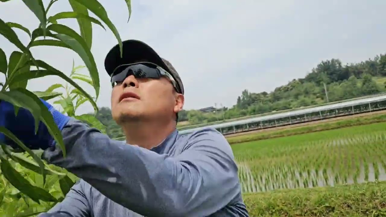 복숭아유목 빨리 키우는 방법~중요합니다    등면상향지/새순정리/밑순정리