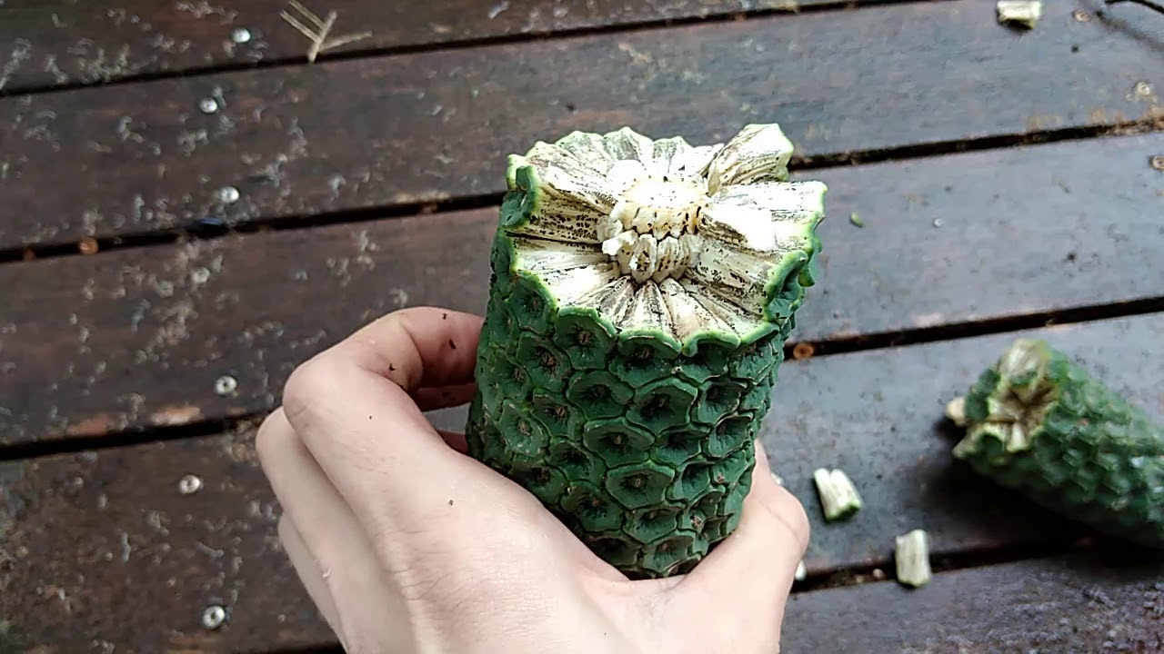 Giant Monstera Deliciosa seed harvest from fruit NSW Australia