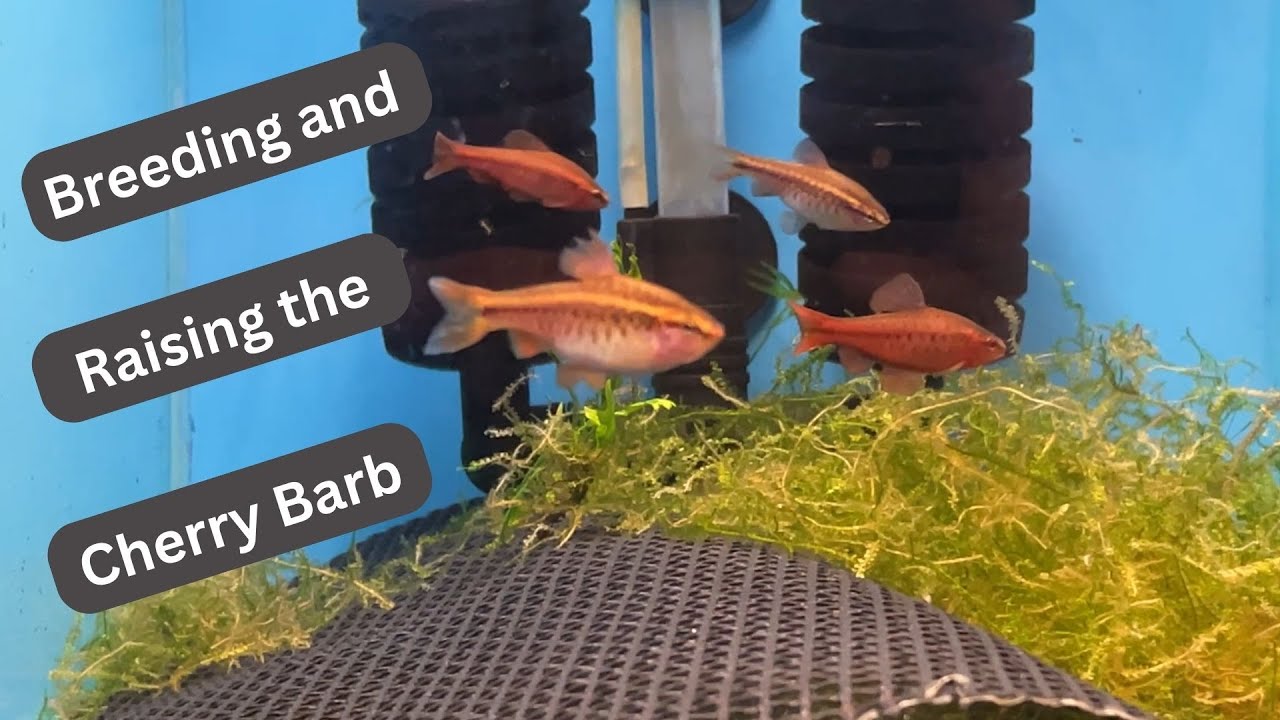 Breeding and Raising Cherry Barbs