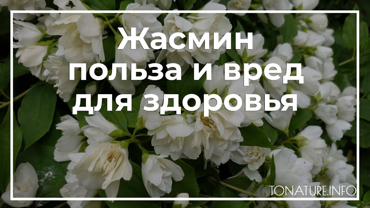 Жасмин польза и вред для здоровья | toNature.Info