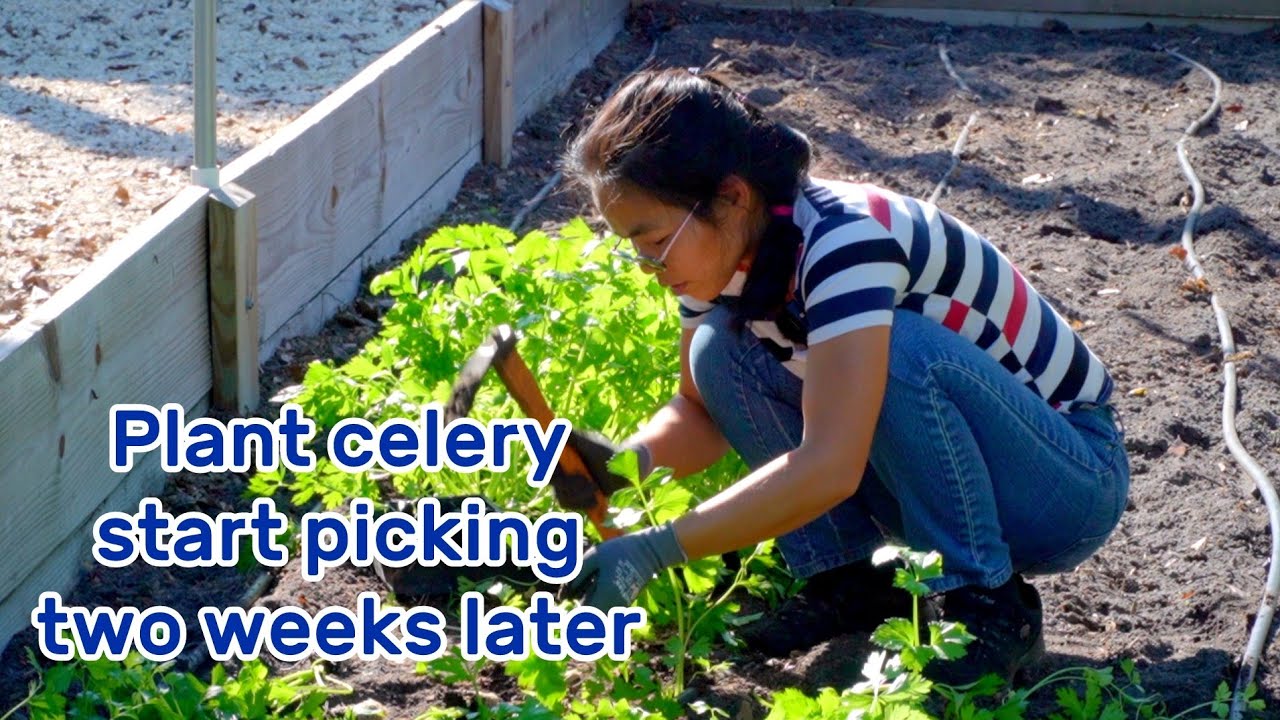 EP 14 Celery grow so fast! Transplant them in garden. Start harvesting 2~3 weeks later