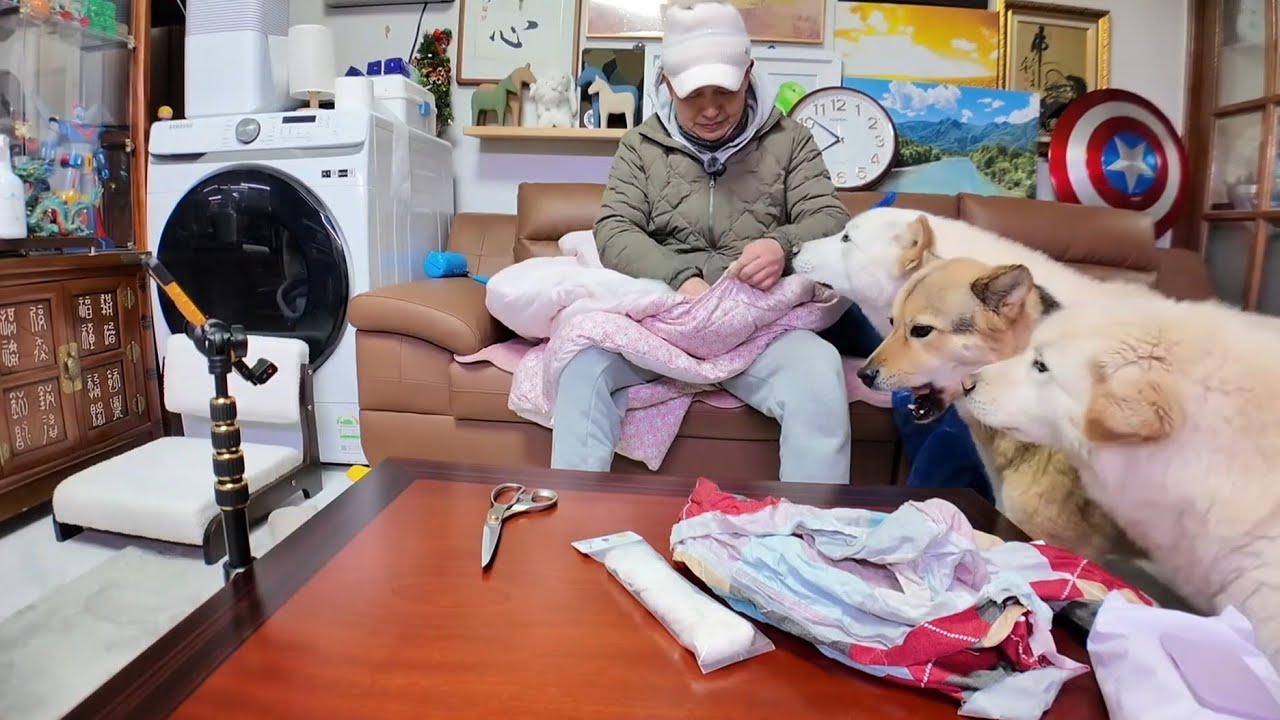 진돗개 텐 패밀리,실시간 방송! 전복 삼계탕 !